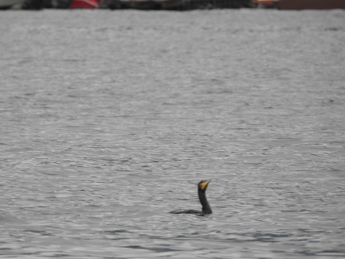 Great Cormorant - ML623699347