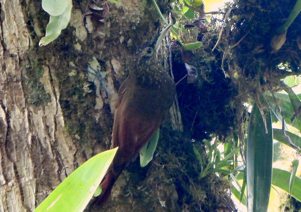 Olive-backed Woodcreeper - Klaus Lachenmaier