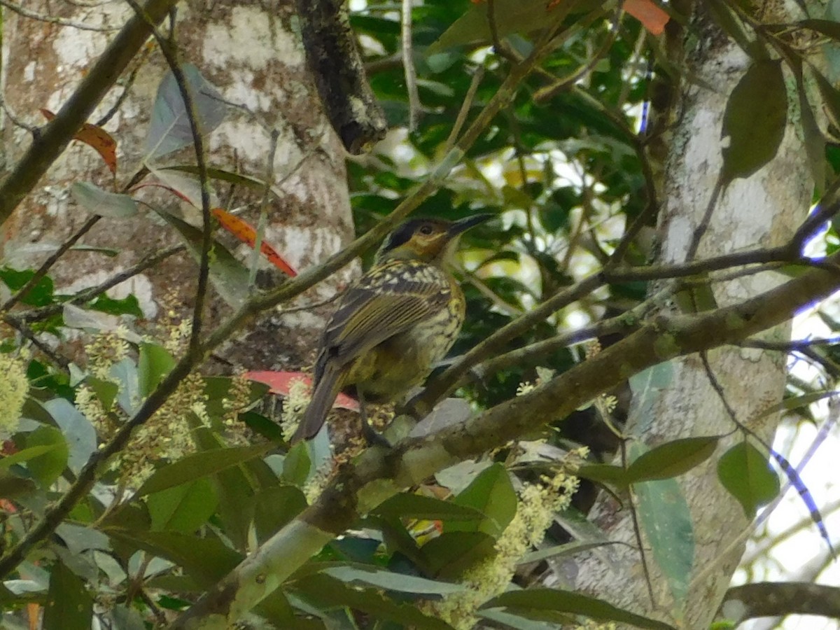 Macleay's Honeyeater - ML623699355