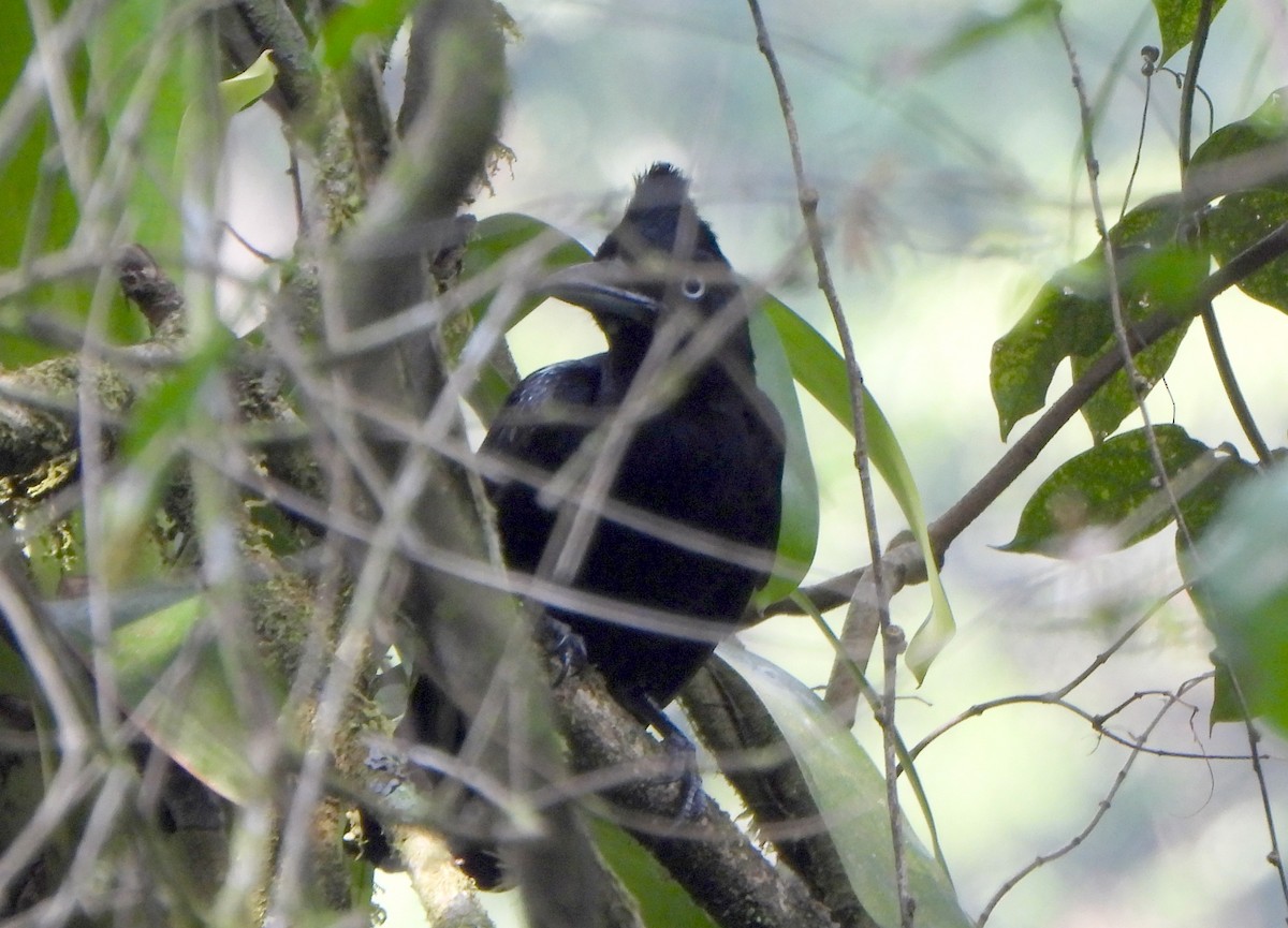 Amazonian Umbrellabird - ML623699384