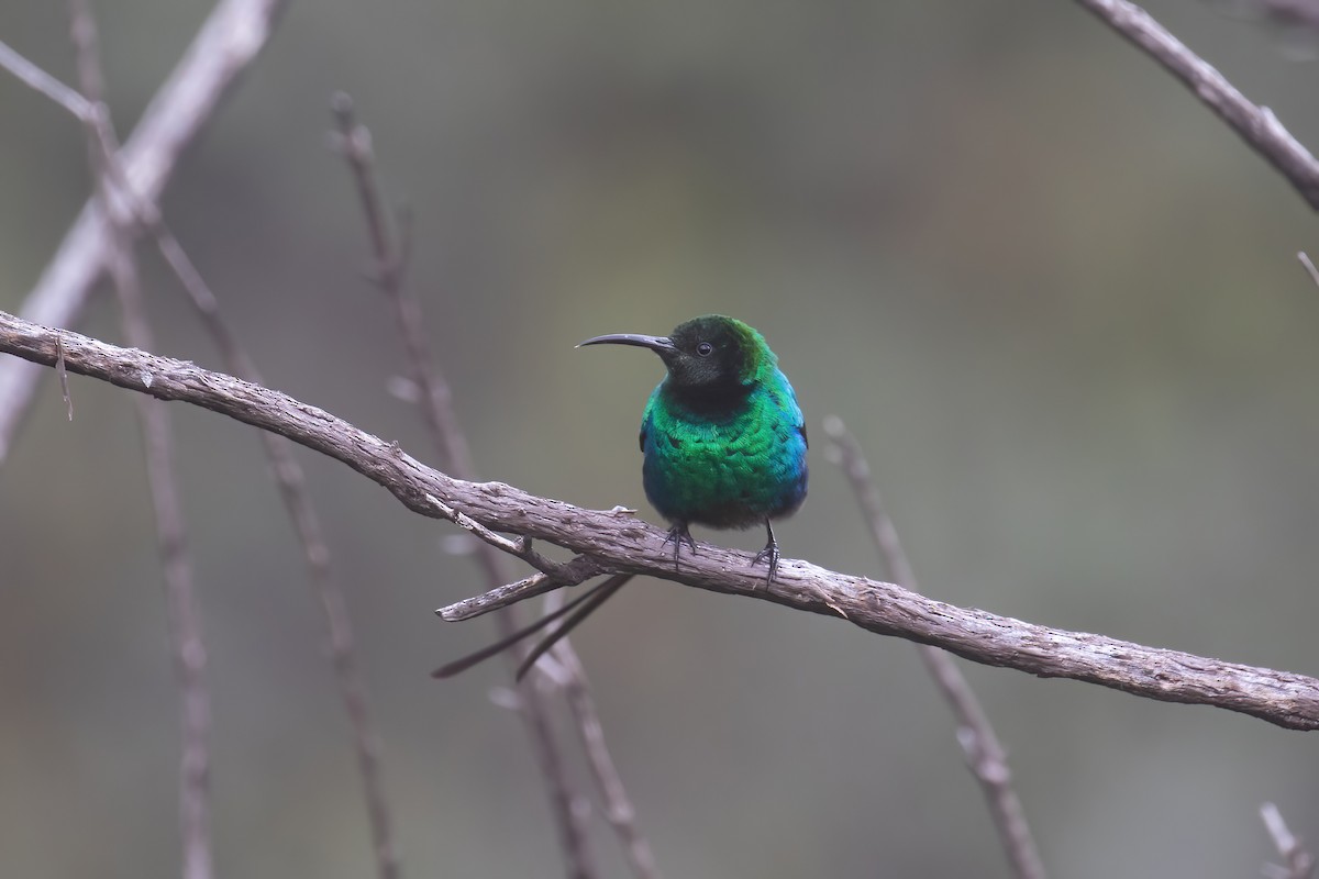 Red-tufted Sunbird - ML623699386