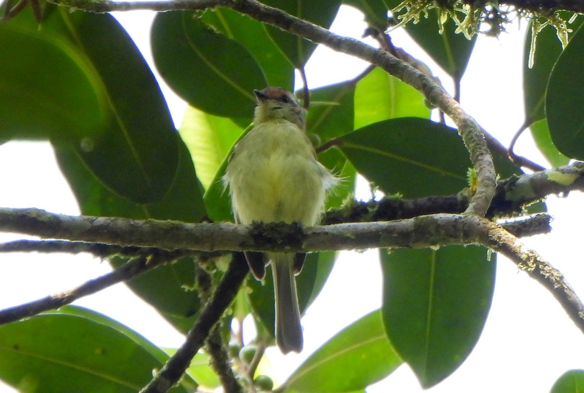 Cinnamon-faced Tyrannulet - ML623699398