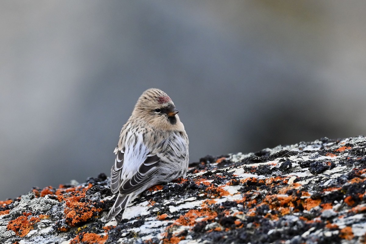 Hoary Redpoll - ML623699401