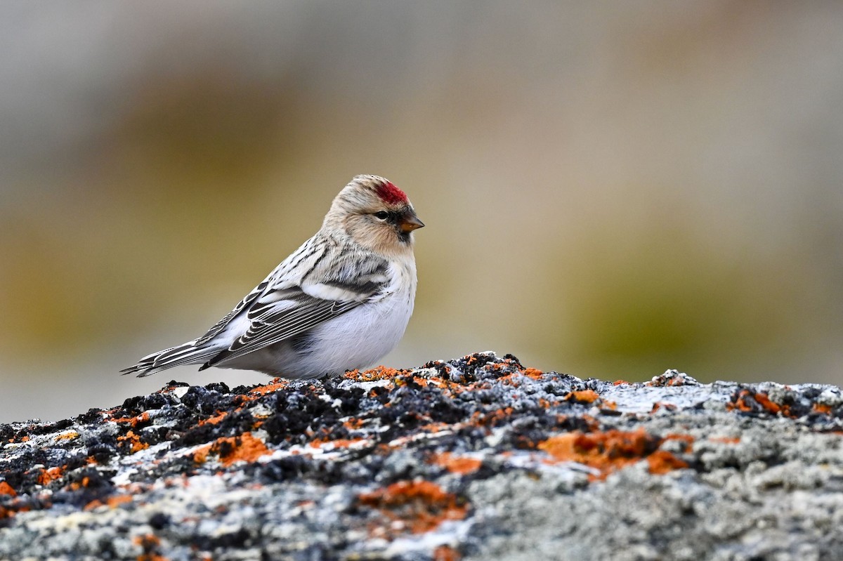 Hoary Redpoll - ML623699413