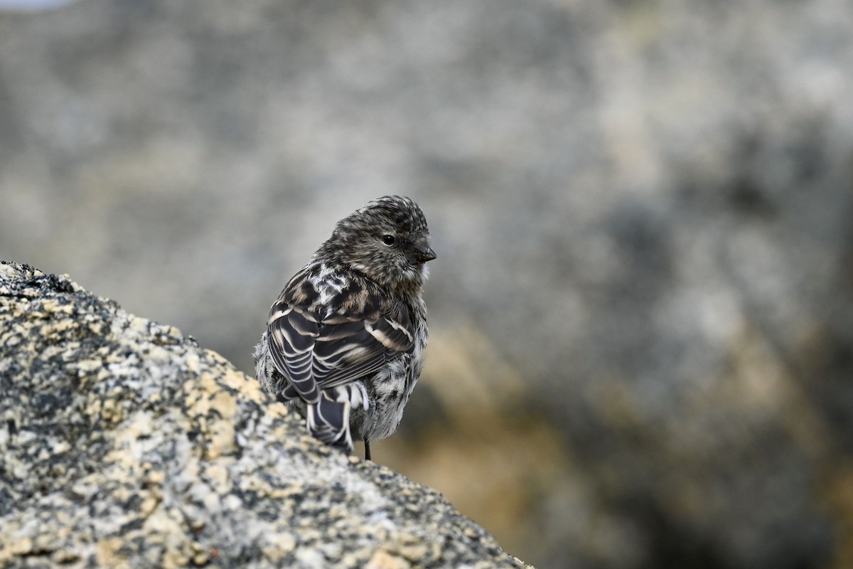 Hoary Redpoll - ML623699428