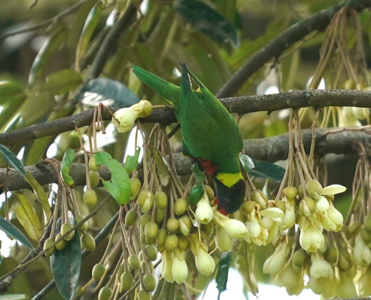 Coconut Lorikeet - Keng Keok Neo