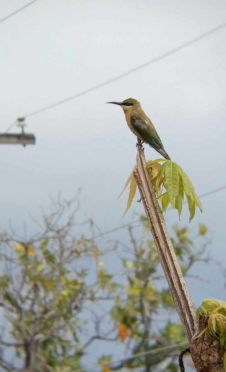 Blue-tailed Bee-eater - ML623699432