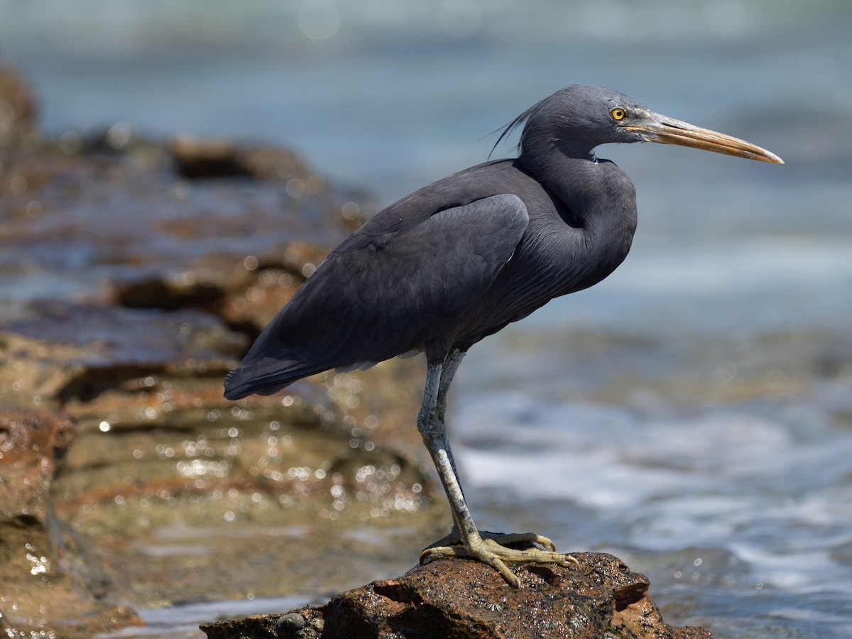 Pacific Reef-Heron - ML623699453