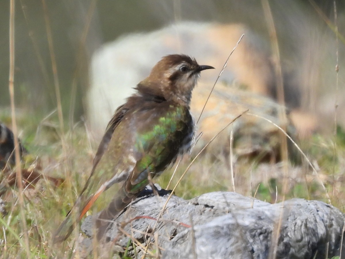 Horsfield's Bronze-Cuckoo - ML623699459