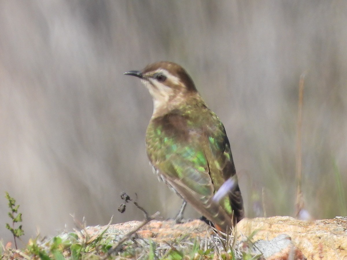 Horsfield's Bronze-Cuckoo - ML623699461