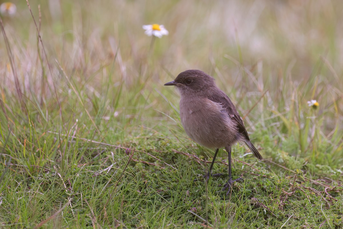 Moorland Chat - ML623699537
