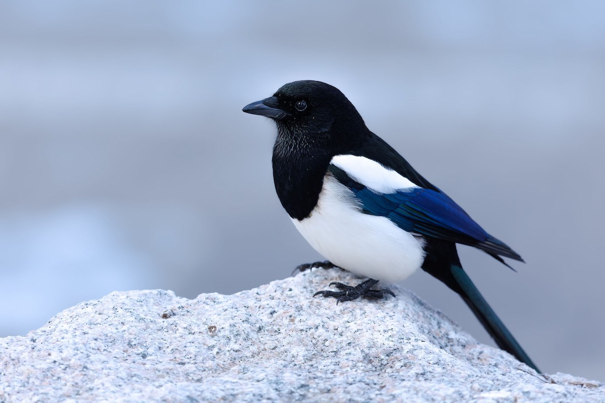 Oriental Magpie - ML623699542