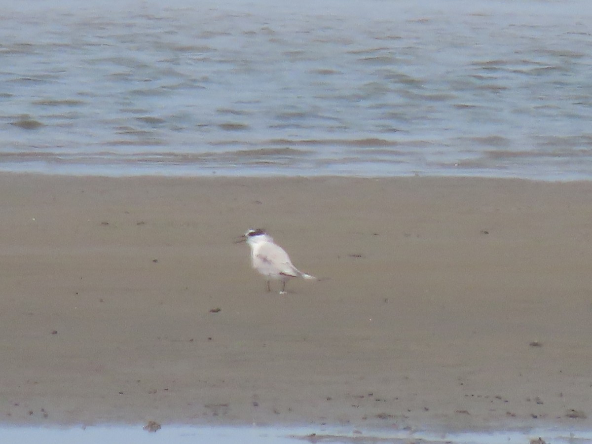 Little/Saunders's Tern - ML623699571