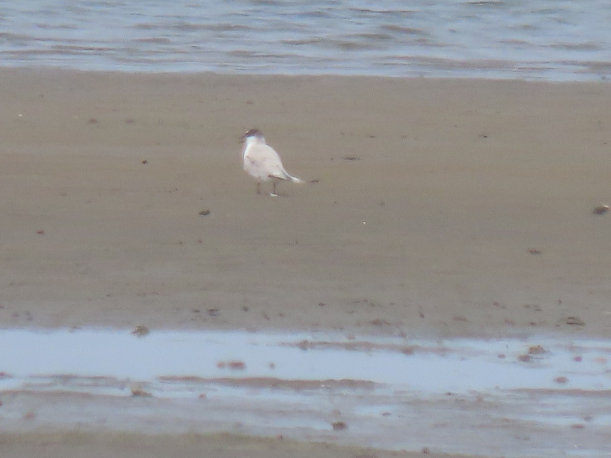 Little/Saunders's Tern - ML623699574