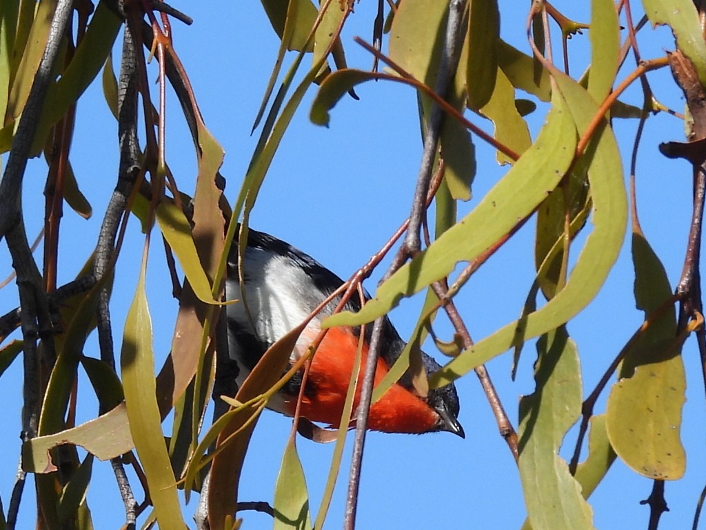 Mistletoebird - ML623699607