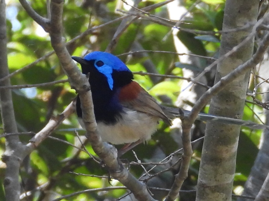 Purple-backed Fairywren - ML623699635