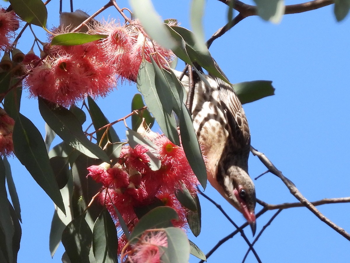 Spiny-cheeked Honeyeater - ML623699642