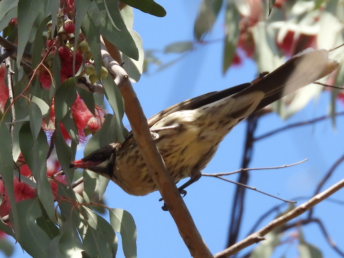 Spiny-cheeked Honeyeater - ML623699643