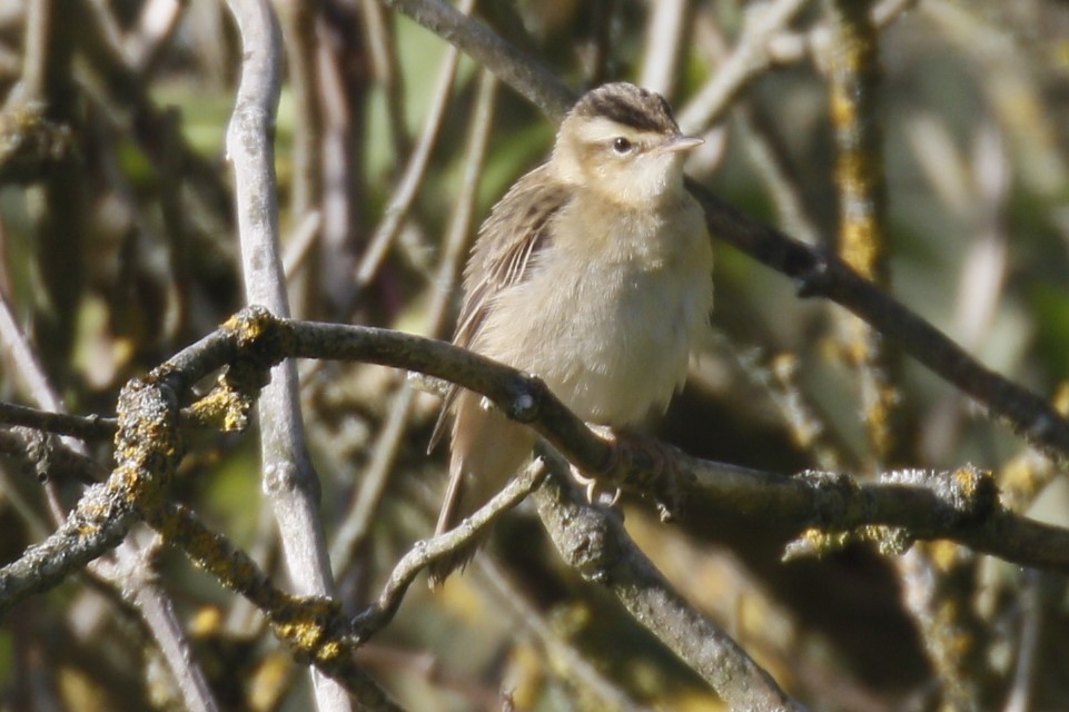 Sedge Warbler - ML623699644