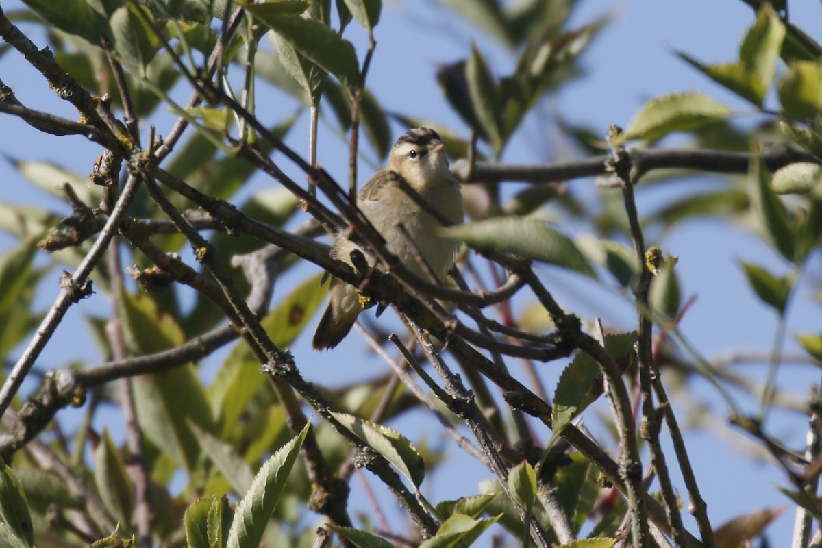 Sedge Warbler - ML623699645