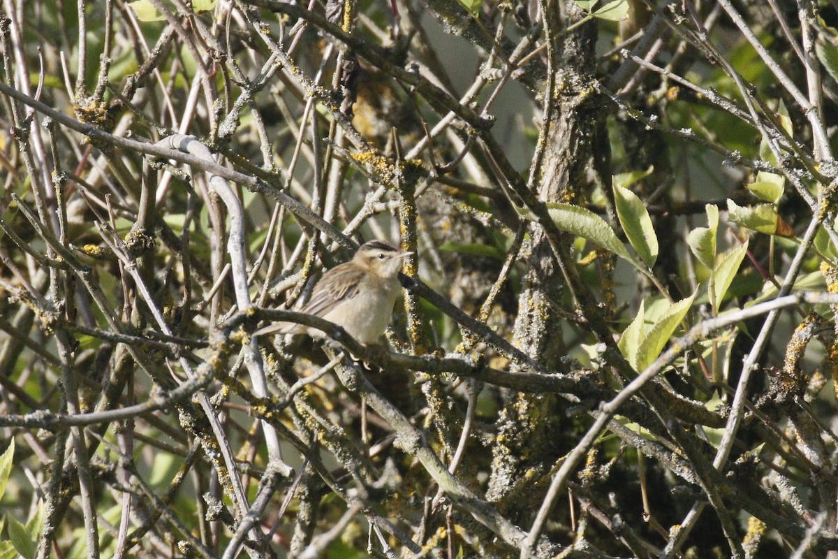 Sedge Warbler - ML623699646