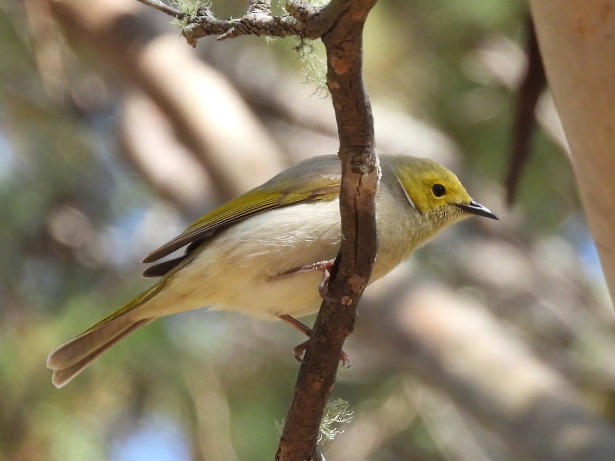 White-plumed Honeyeater - Scott Fox