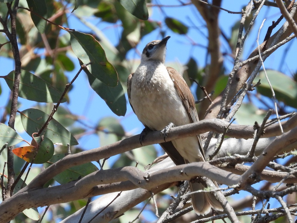 Little Friarbird - ML623699665