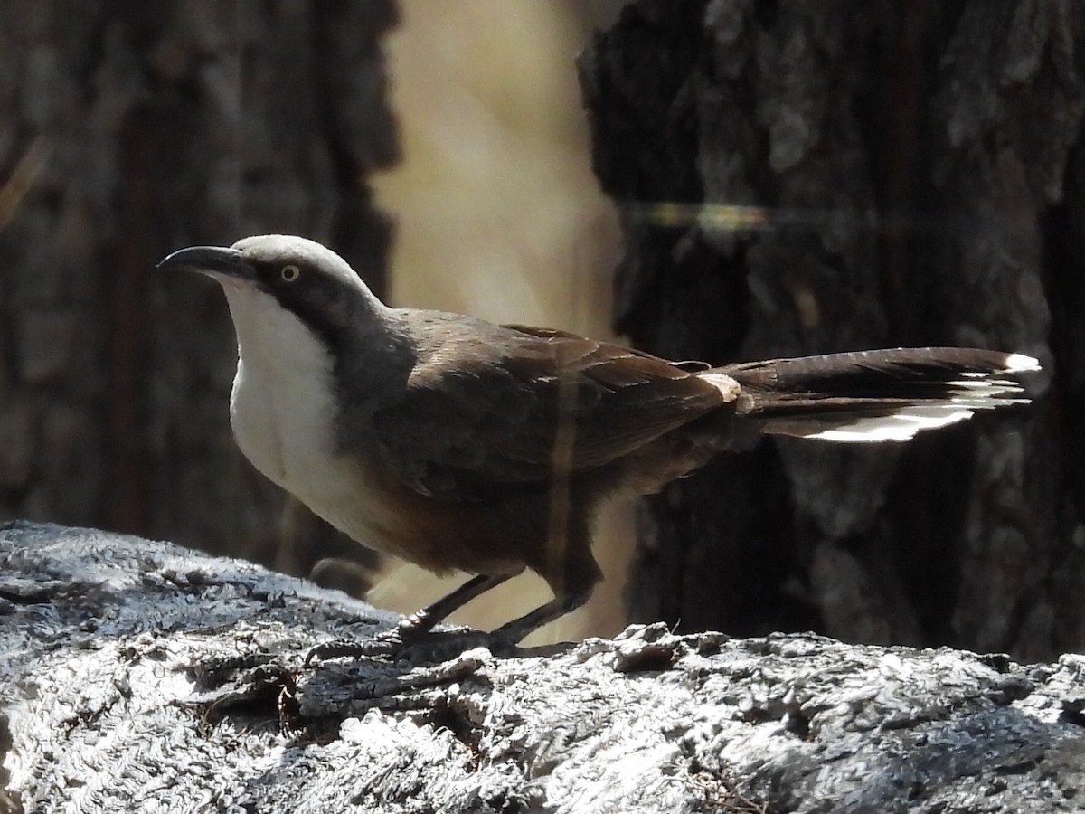 Gray-crowned Babbler - ML623699680