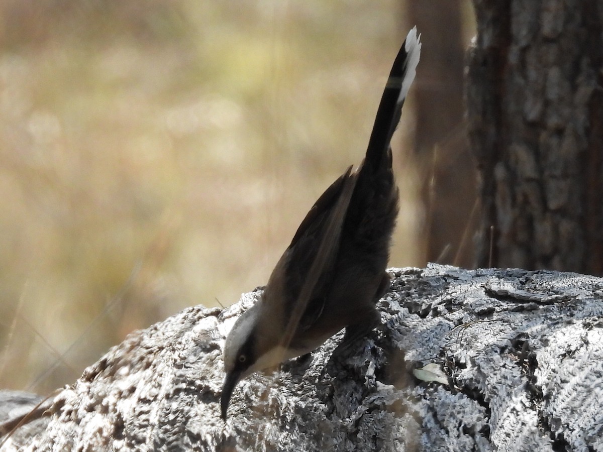 Gray-crowned Babbler - ML623699681