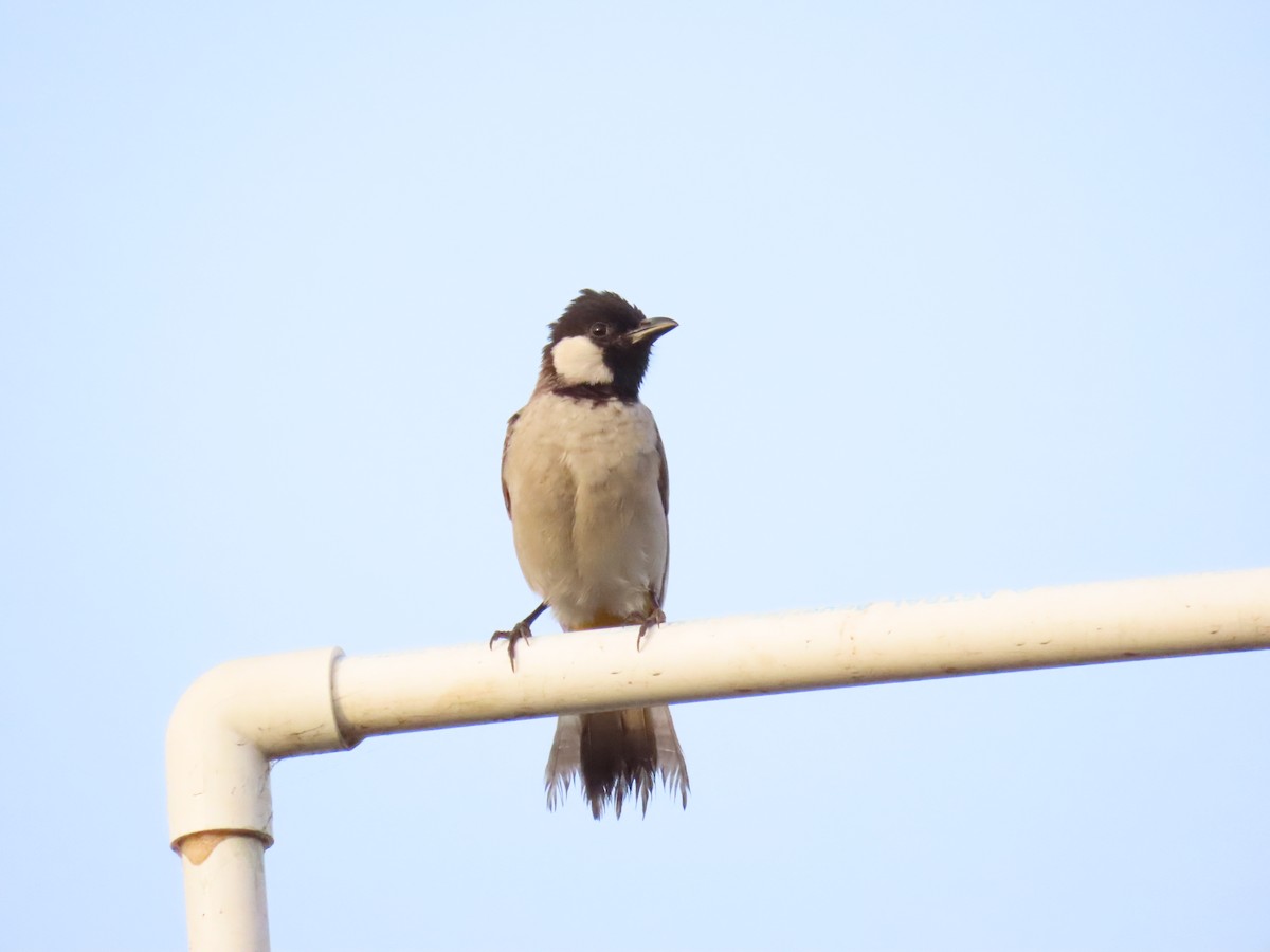 White-eared Bulbul - ML623699685