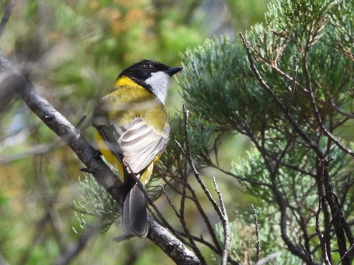 Golden Whistler - ML623699692