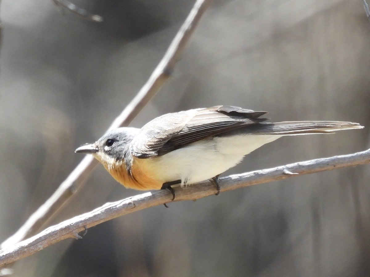 Leaden Flycatcher - ML623699704