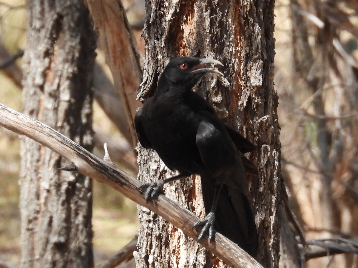 White-winged Chough - ML623699717