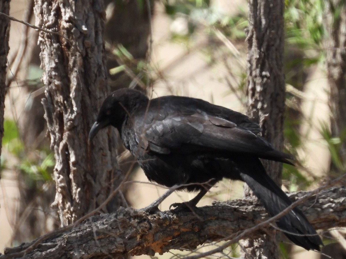 White-winged Chough - ML623699718