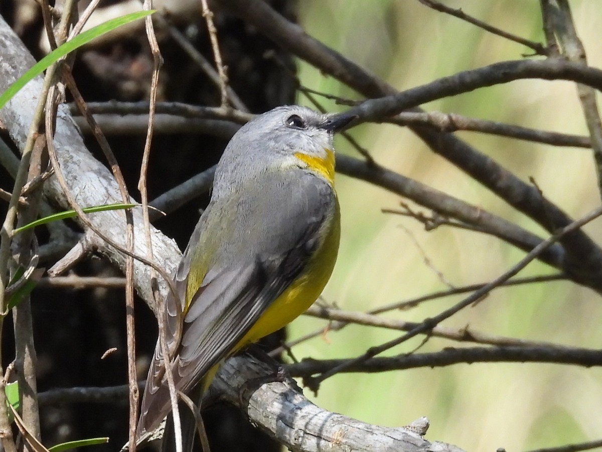 Eastern Yellow Robin - ML623699725