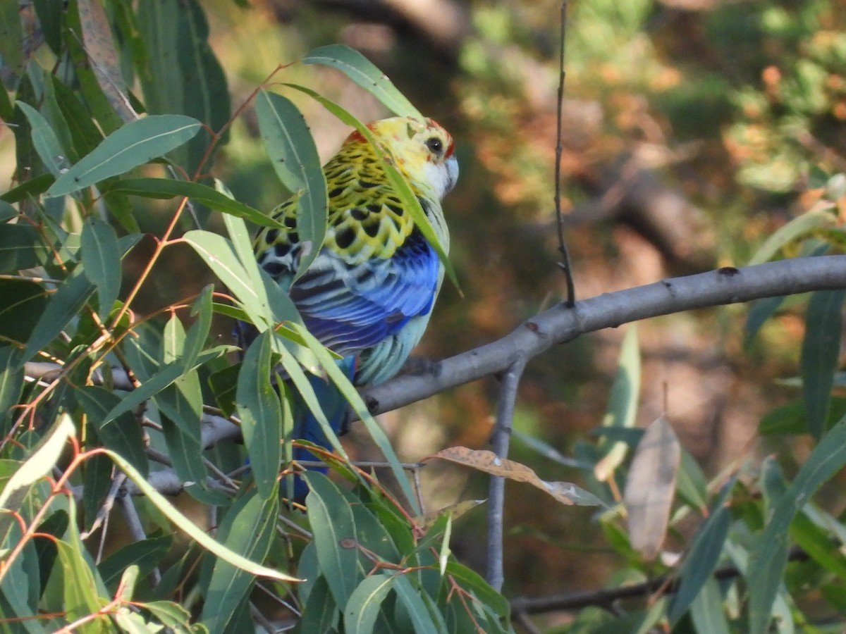 Pale-headed Rosella - ML623699747