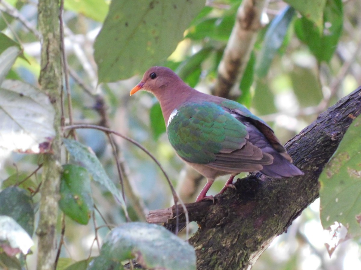 Pacific Emerald Dove - ML623699773