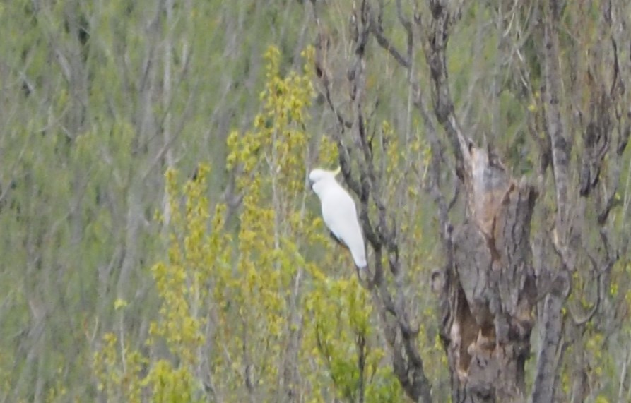 gultoppkakadu - ML623699801