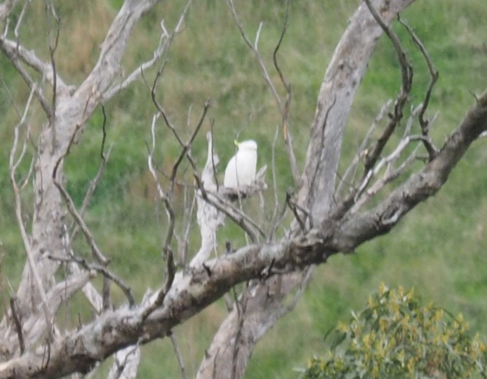 Sulphur-crested Cockatoo - Charles Gillingham