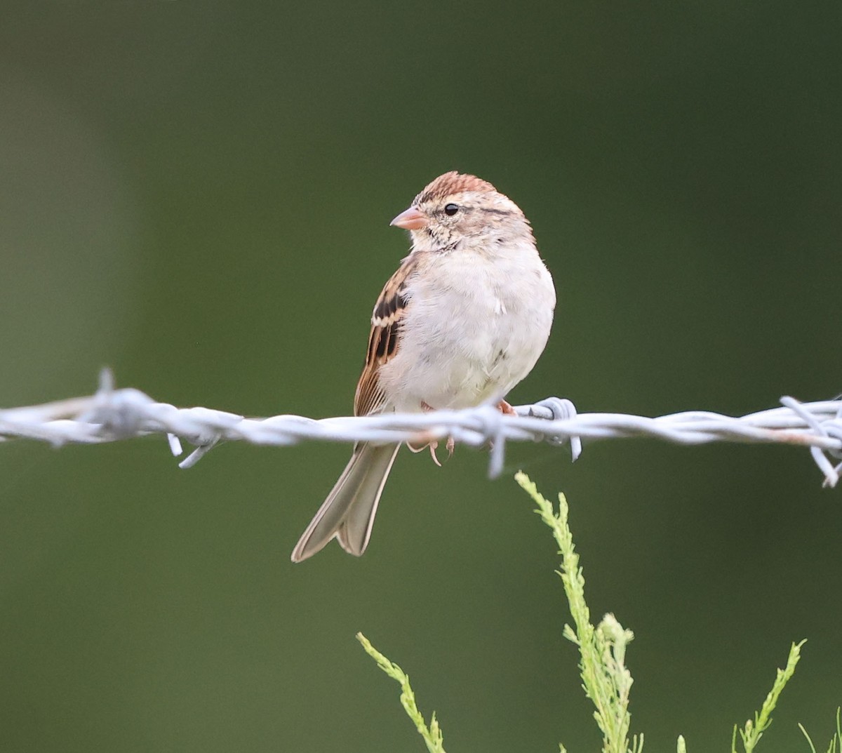 Chipping Sparrow - ML623699830