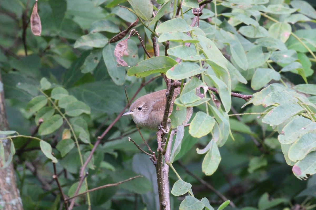 House Wren - ML623699838