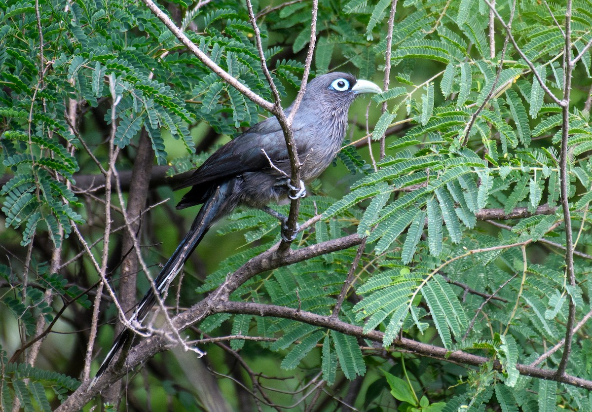 Blue-faced Malkoha - Abhishek Mithal