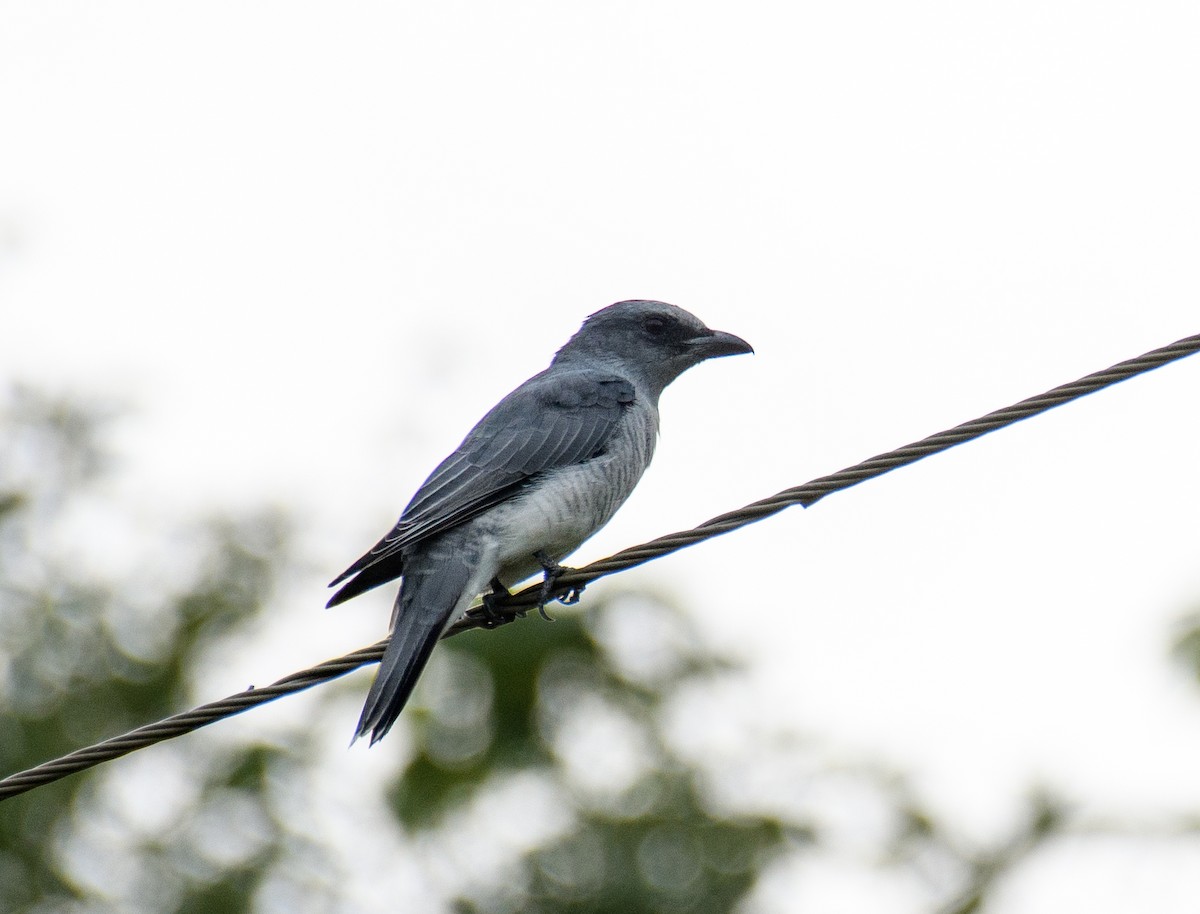 Large Cuckooshrike - Abhishek Mithal