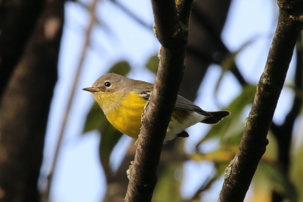 Magnolia Warbler - ML623699845