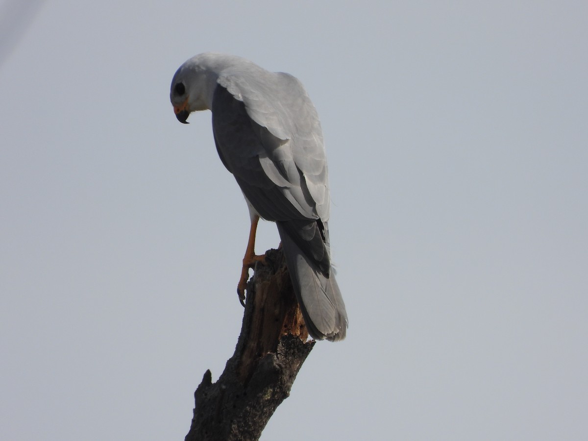 Gray Goshawk - ML623699847