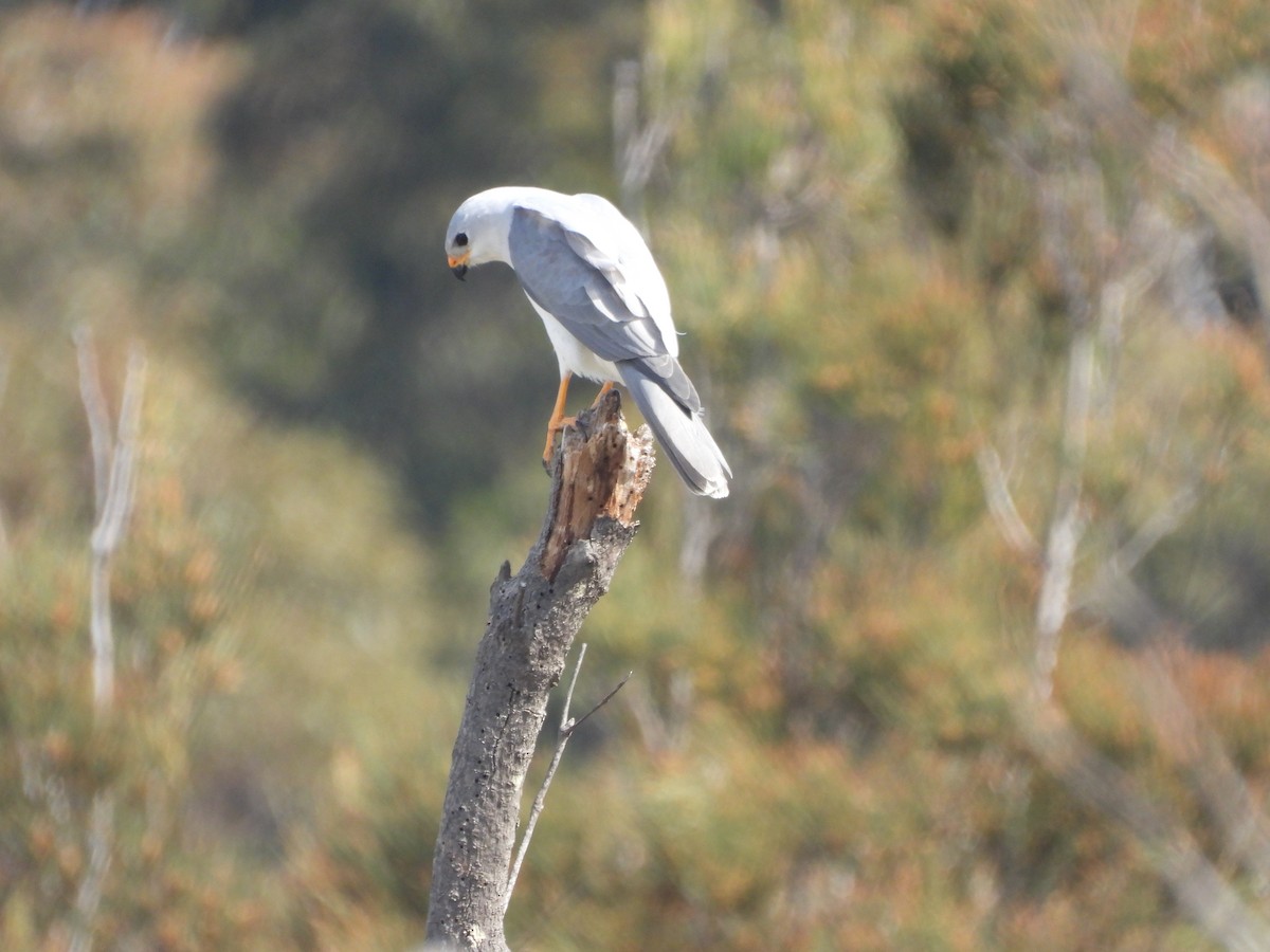 Gray Goshawk - ML623699848