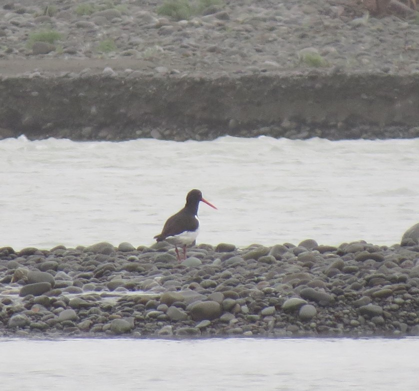 South Island Oystercatcher - ML623699849