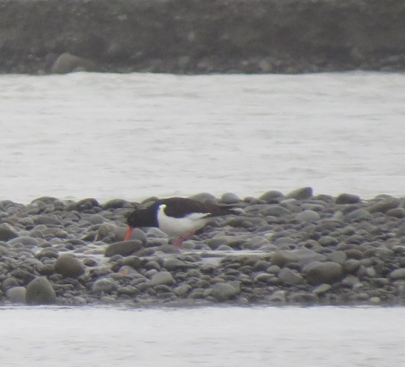 South Island Oystercatcher - ML623699850