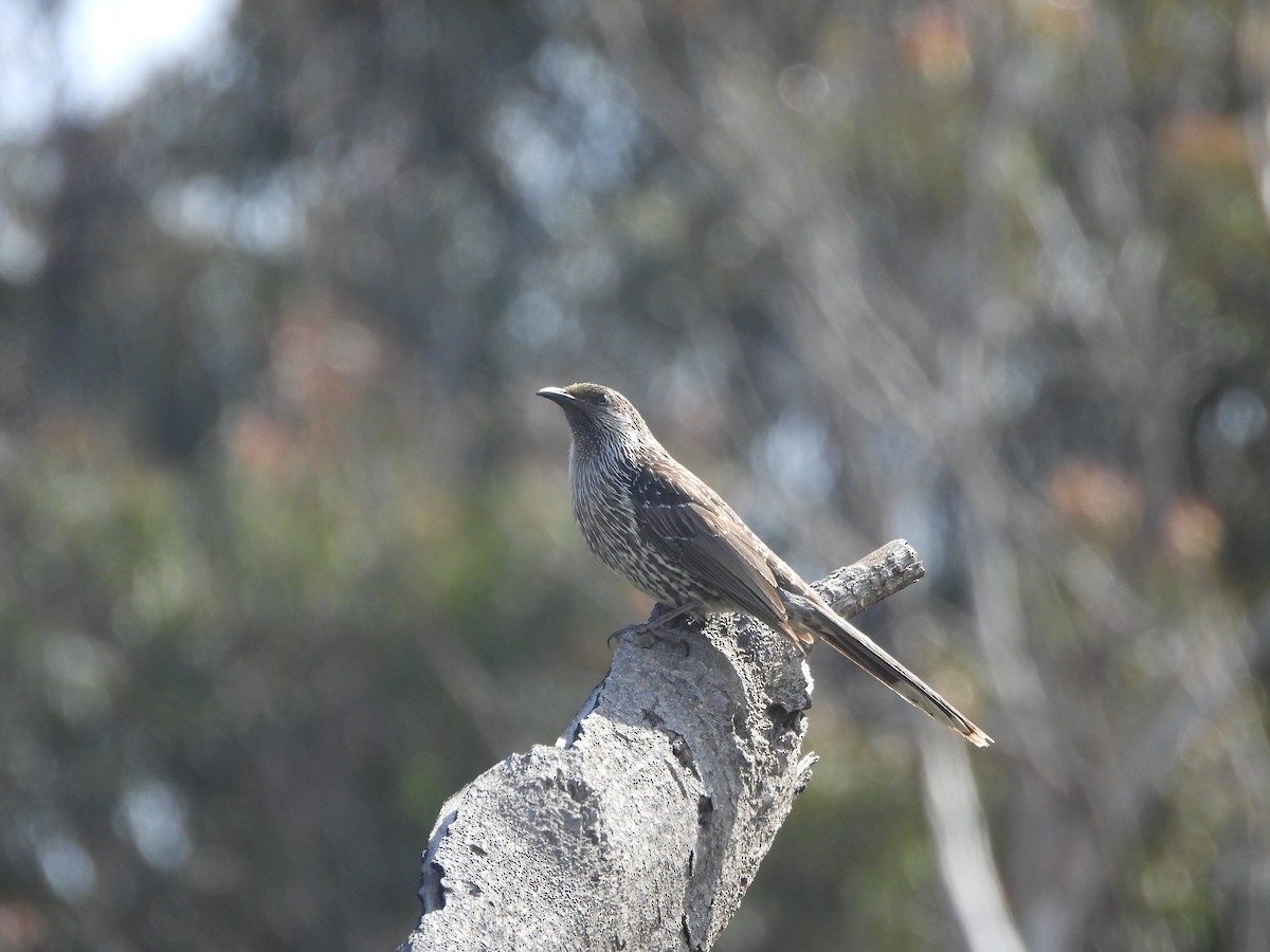 Little Wattlebird - ML623699855