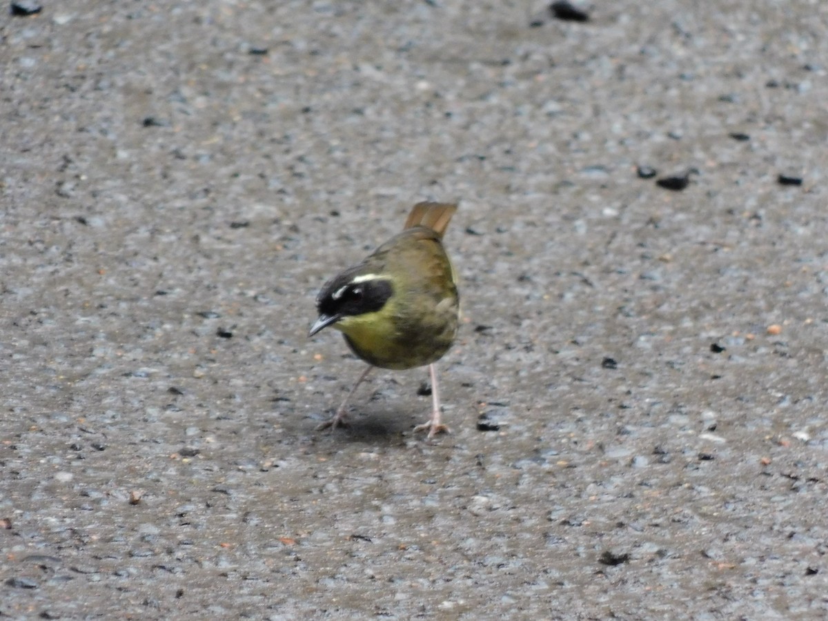 Yellow-throated Scrubwren - ML623699878